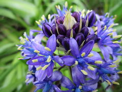Scilla peruviana
