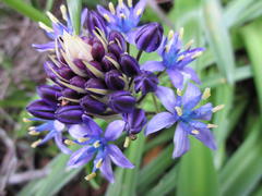 Scilla peruviana