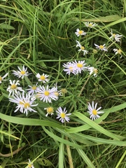 Aster incisus