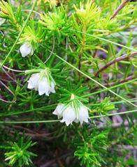 Erica subdivaricata