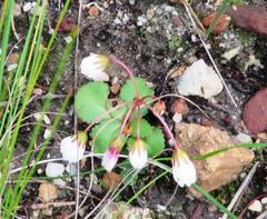 Crassula capensis capensis