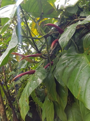 Philodendron platypetiolatum