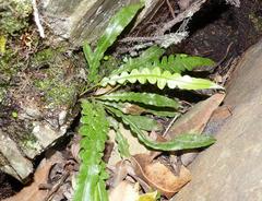 Pleopeltis × simiana