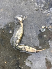 Hemigrapsus sanguineus