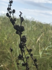 Pedicularis grandiflora