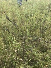 Pedicularis grandiflora