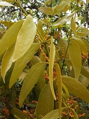 Dendrophthora
