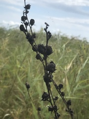 Pedicularis grandiflora
