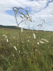 Sanguisorba parviflora