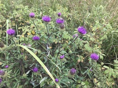 Cirsium vlassovianum