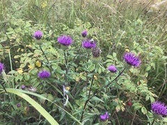 Cirsium vlassovianum