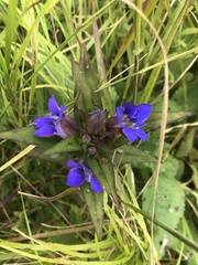 Gentiana scabra