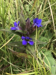 Gentiana scabra