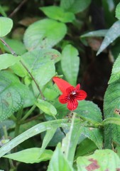Kohleria inaequalis