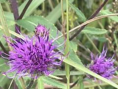 Cirsium vlassovianum