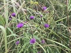 Cirsium vlassovianum