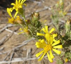 Heterotheca villosa foliosa