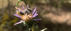 Megachile parallela