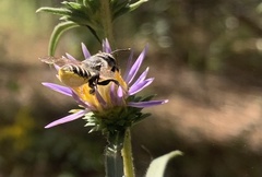 Megachile parallela