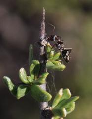 Camponotus vestitus