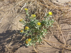 Heterotheca villosa foliosa
