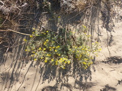 Heterotheca villosa foliosa