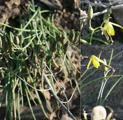 Albuca kirstenii