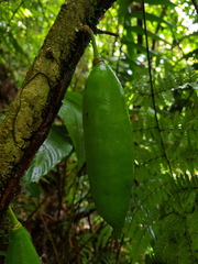 Amphitecna kennedyae