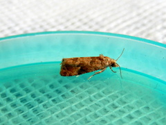Lobesia xylistis