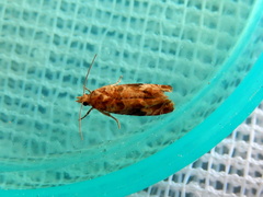 Lobesia xylistis