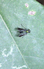 Condylostylus nebulosus