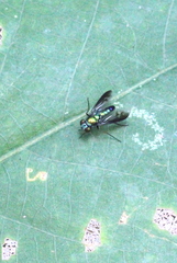 Condylostylus nebulosus