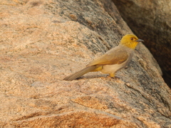 Pycnonotus xantholaemus