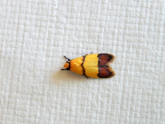 Heteroteucha distephana