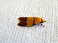 Heteroteucha distephana