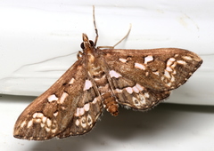 Ischnurges illustralis