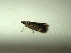 Heliothela ophideresana