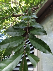 Strophanthus divaricatus