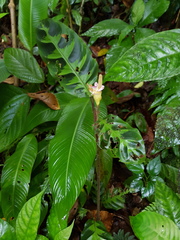 Goeppertia warszewiczii