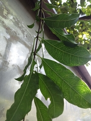 Strophanthus divaricatus