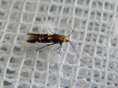 Stagmatophora argyrostrepta