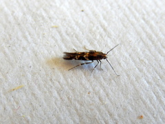 Stagmatophora argyrostrepta