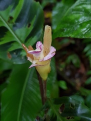 Goeppertia warszewiczii