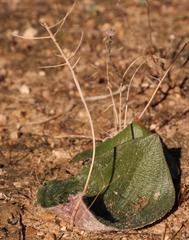 Eriospermum lanuginosum