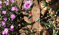 Ruschia diversifolia