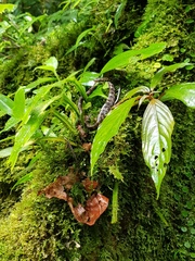 Chironius grandisquamis