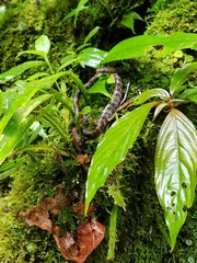 Chironius grandisquamis