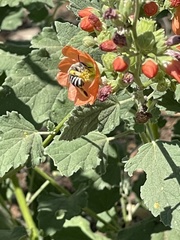 Melissodes tristis