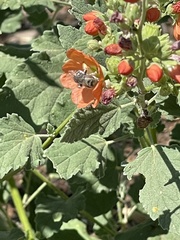 Melissodes tristis