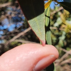 Eucalyptus obstans